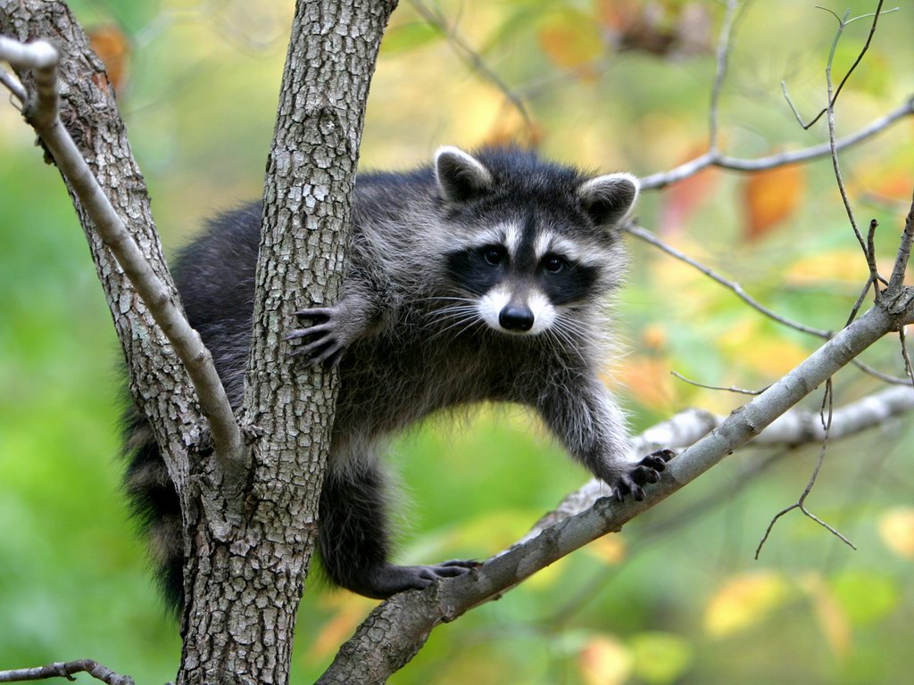 20130713 raccoon in tree